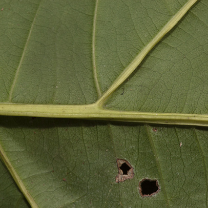 Pauridiantha rubens Midrib and venation, leaf lower surface.