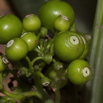 Pauridiantha rubens Immature fruit.