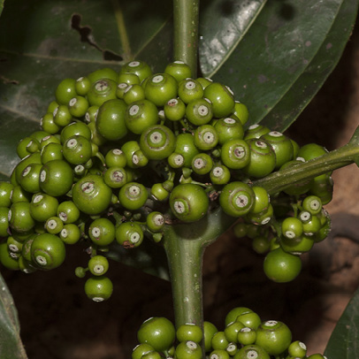 Pauridiantha rubens Immature fruit.