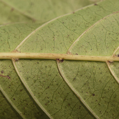 Morinda lucida Midrib and venation, leaf lower surface.