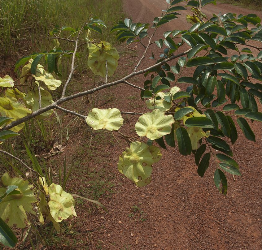 Pterocarpus soyauxii Fruiting branch.