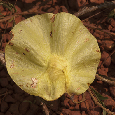 Pterocarpus soyauxii Fruit.