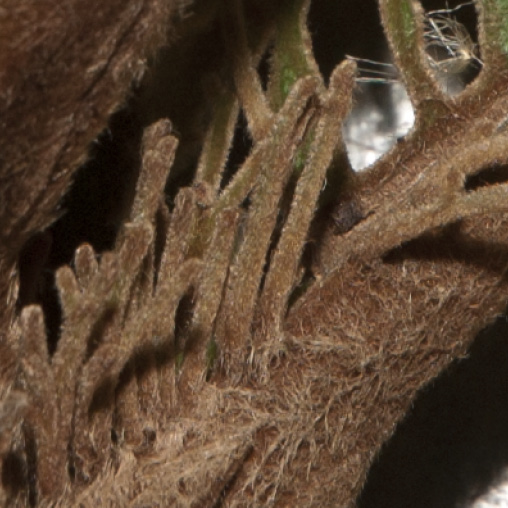 Vernonia titanophylla Finger-like processes at the base of the petiole.