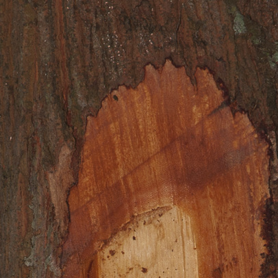 Xylopia aethiopica Bark and slash.