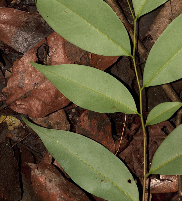 Xylopia aethiopica Leafy shoot, young leaves.