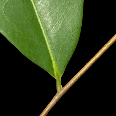 Xylopia aethiopica Leaf base, upper surface.