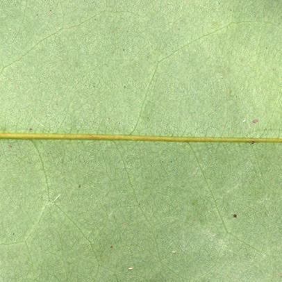 Xylopia aethiopica Midrib and leaf, lower surface, venation almost invisible.