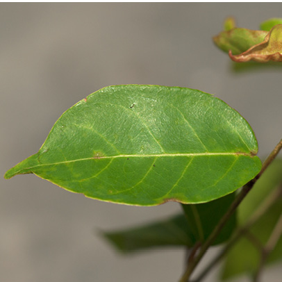 Hymenocardia ripicola Leaf, upper surface.