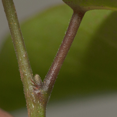 Hymenocardia ripicola Petiole.