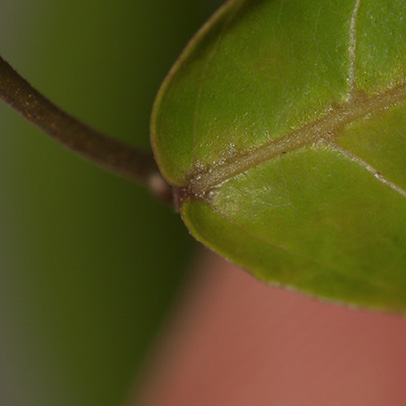 Hymenocardia ripicola Leaf base, upper surface.