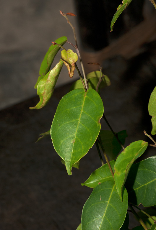 Hymenocardia ripicola Leafy branch with fruit.