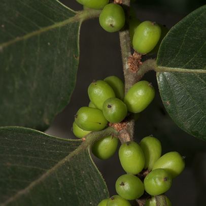 Bridelia micrantha Immature fruit.