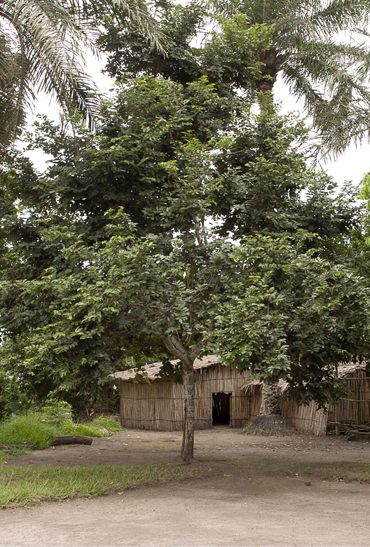 Bridelia micrantha Tree.