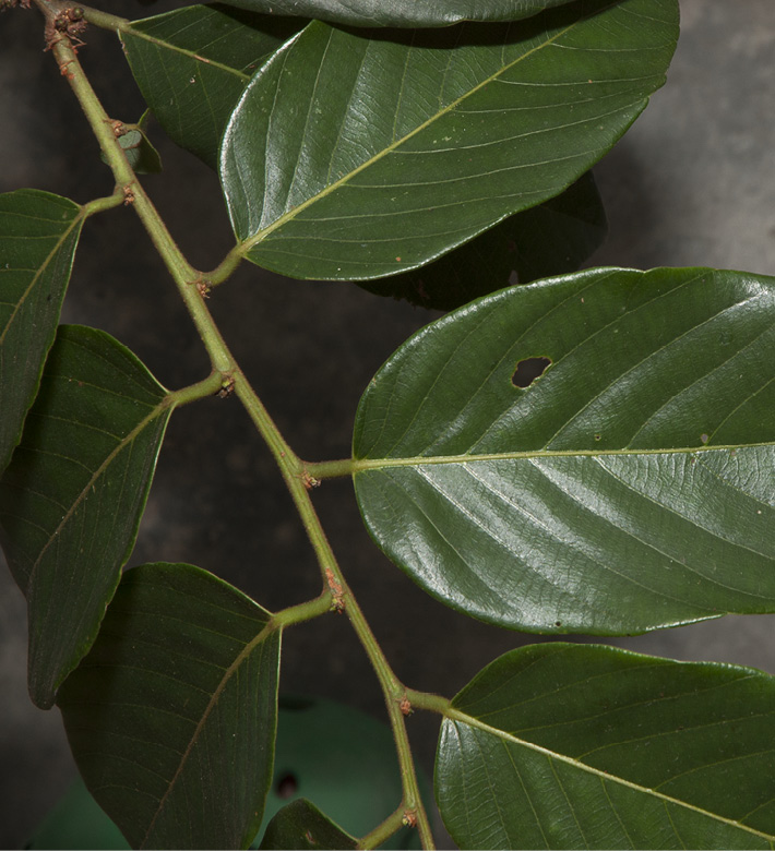 Bridelia micrantha Leafy branch.