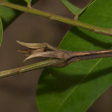 Pterocarpus soyauxii Stipules and terminal bud.