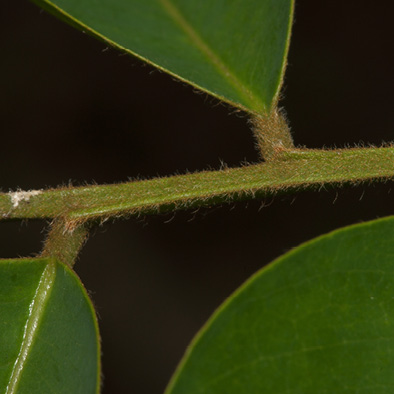 Pterocarpus soyauxii Leaflets bases, upper surface.
