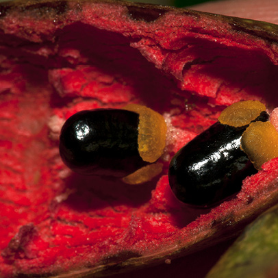 Xylopia aethiopica Black seeds each with a yellow aril, still attached to the inside of the open carpel.