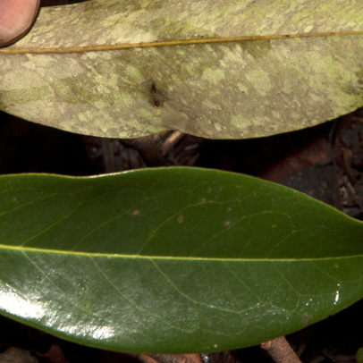 Xylopia aethiopica Contrasting upper and lower surfaces of mature leaves.