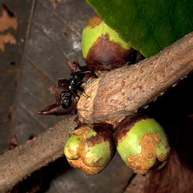 Barteria fistulosa Immature fruit.