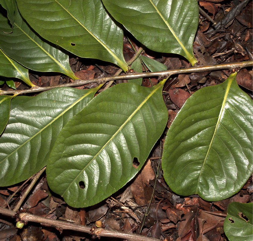 Barteria fistulosa Leafy branch.