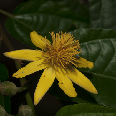 Glyphaea brevis Flower.