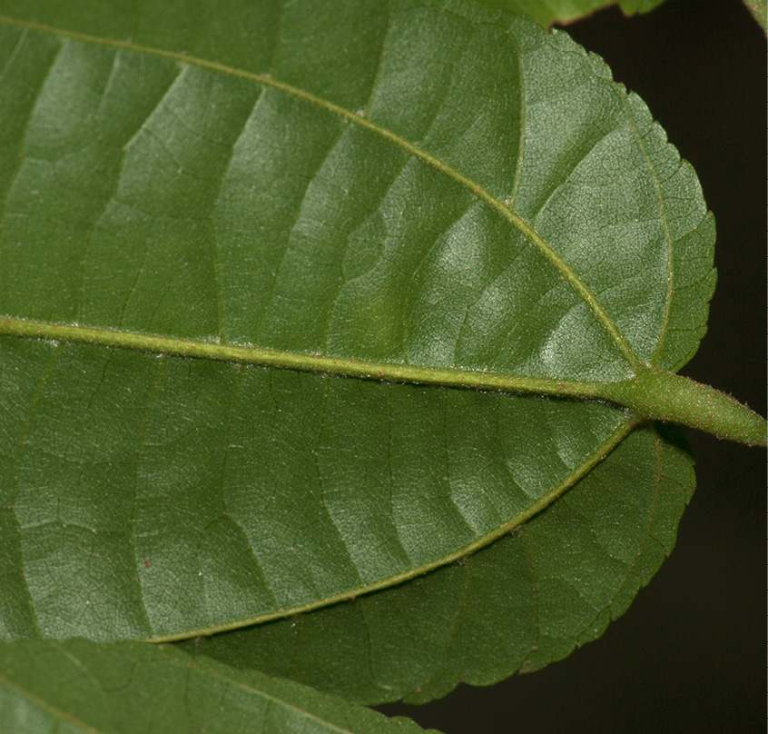 Glyphaea brevis Leaf base, lower surface.