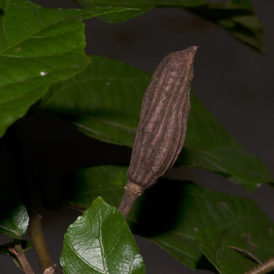 Glyphaea brevis Mature fruit.