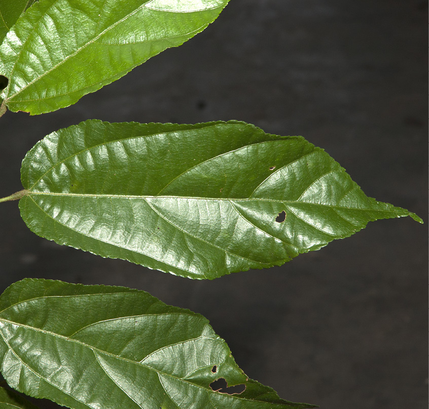 Glyphaea brevis Leaf, upper surface.