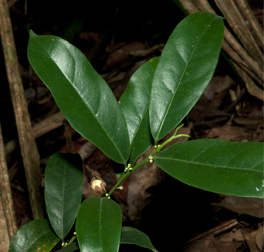 Heisteria parvifolia Leafy branch with flower buds.