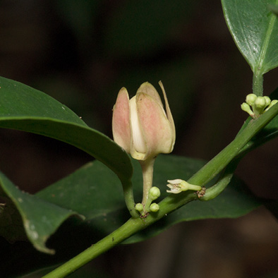 Heisteria parvifolia Flowers and immature fruit.