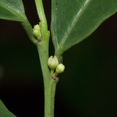 Heisteria parvifolia Flowers.