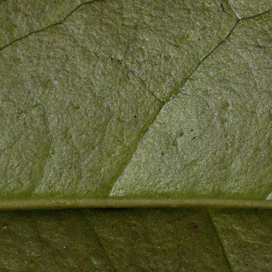 Heisteria parvifolia Midrib and venation, leaf lower surface.