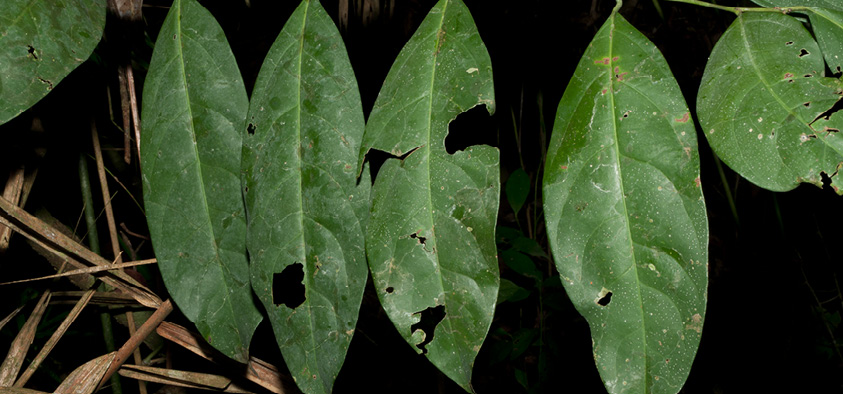 Strombosiopsis tetrandra Leaves, upper surface. Strombosiopsis tetrandra Leaves, upper surface.