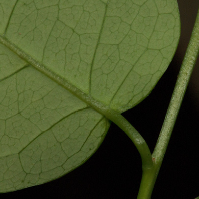 Maprounea membranacea Leaf base, lower surface.