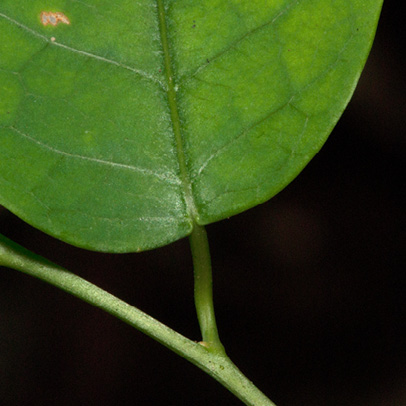 Maprounea membranacea Leaf base, upper surface.