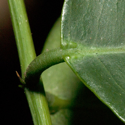 Millettia griffoniana Leaflet base, upper surface.