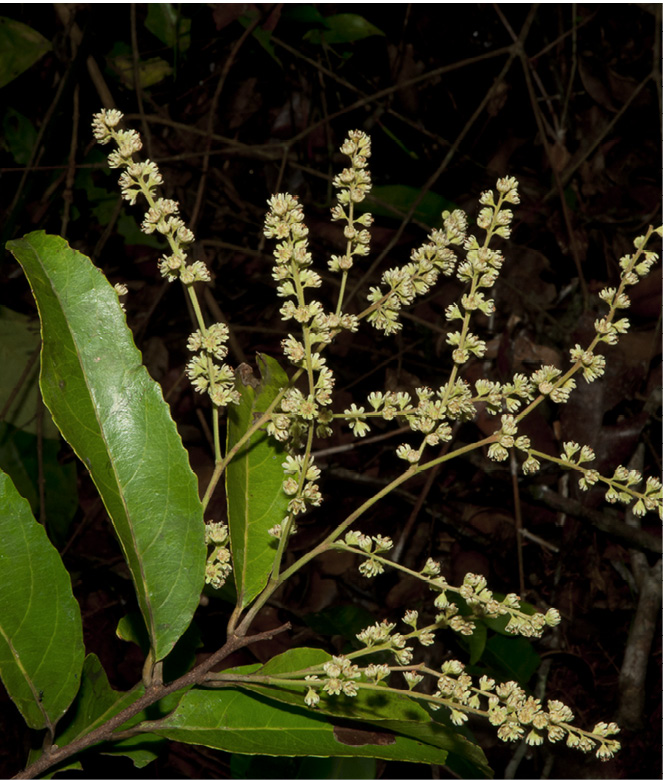 Homalium longistylum Inflorescence.