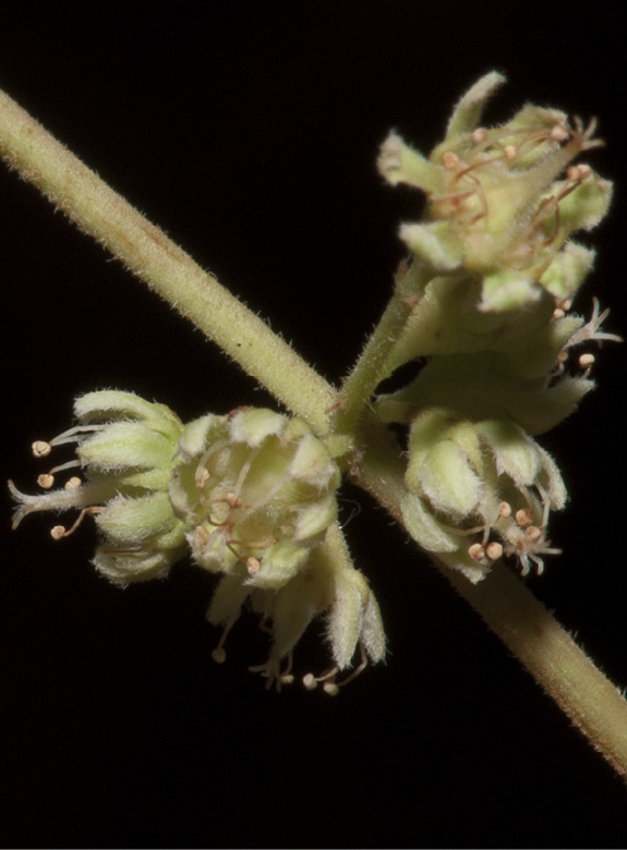 Homalium longistylum Flowers.