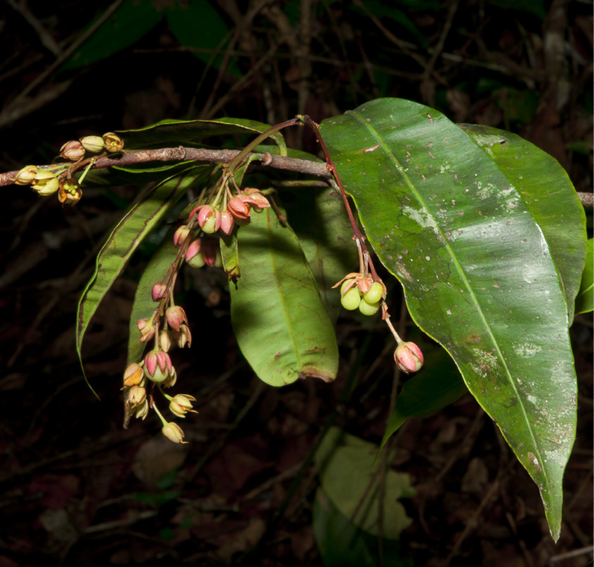 Rhabdophyllum arnoldianum Leafy branch with young fruit.