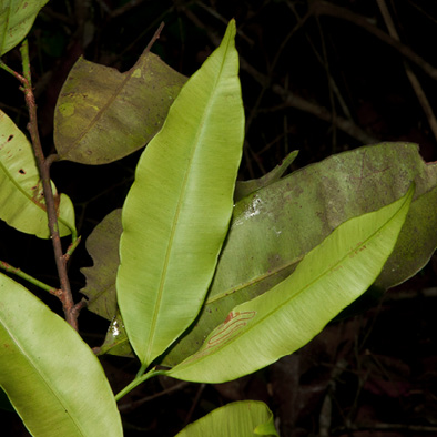 Rhabdophyllum arnoldianum Leafy branch.