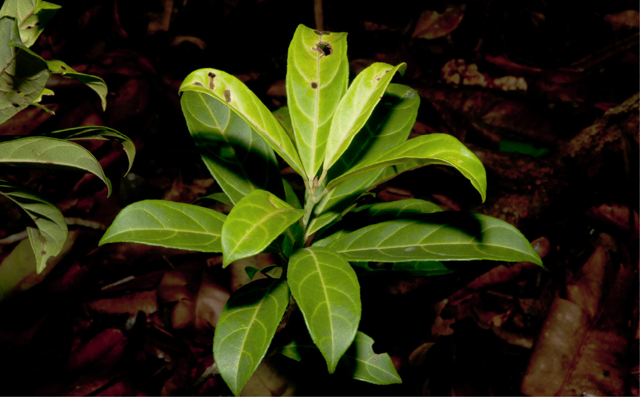 Maesobotrya pynaertii Leafy shoot.