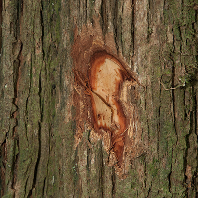 Maesobotrya pynaertii Bark and slash.