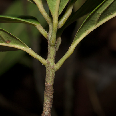 Maesobotrya pynaertii Petioles.