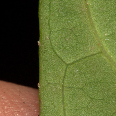 Maesobotrya pynaertii Leaf margin with very small teeth, lower surface.