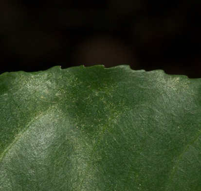 Scytopetalum pierreanum Leaf margin, upper surface.