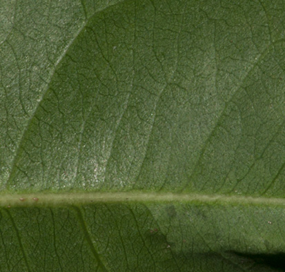 Scytopetalum pierreanum Midrib and venation, leaf lower surface.