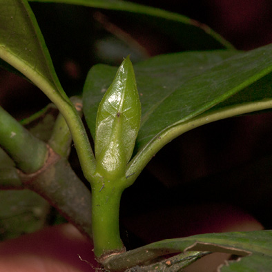 Psychotria laurentii Young stipule covering terminal bud.