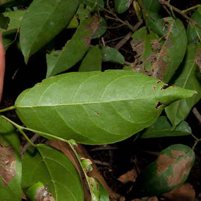 Hymenocardia ripicola Leaf, lower surface.