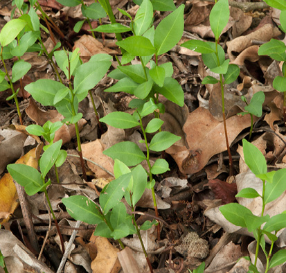 Scytopetalum pierreanum Seedlings in leaf litter during the dry season.