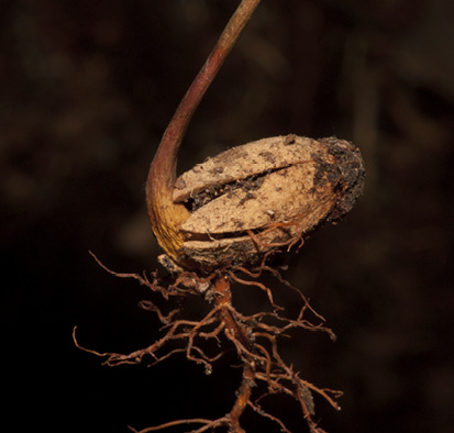 Scytopetalum pierreanum Germinating seedling with remains of endocarp still attached.